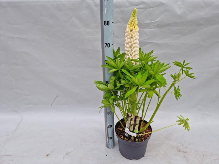<h4>Lupinus 'West Country' Polar Princess - 23 cm</h4>