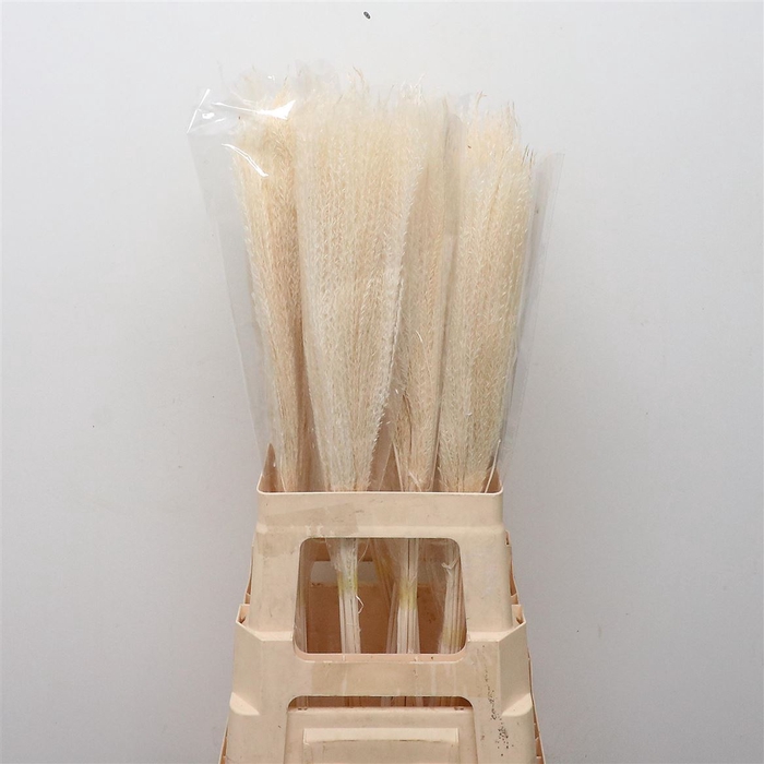 <h4>Dried Bleached Miscanthus P Stem</h4>