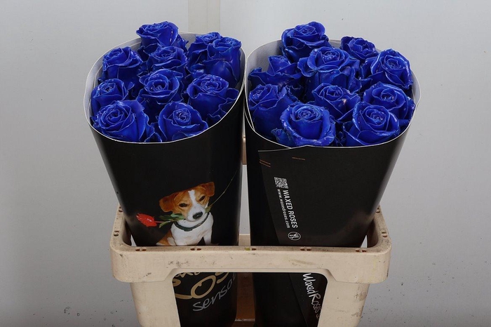 <h4>R Ov Wx Blauw W5</h4>