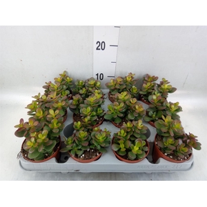 Crassula ovata 'Minor'