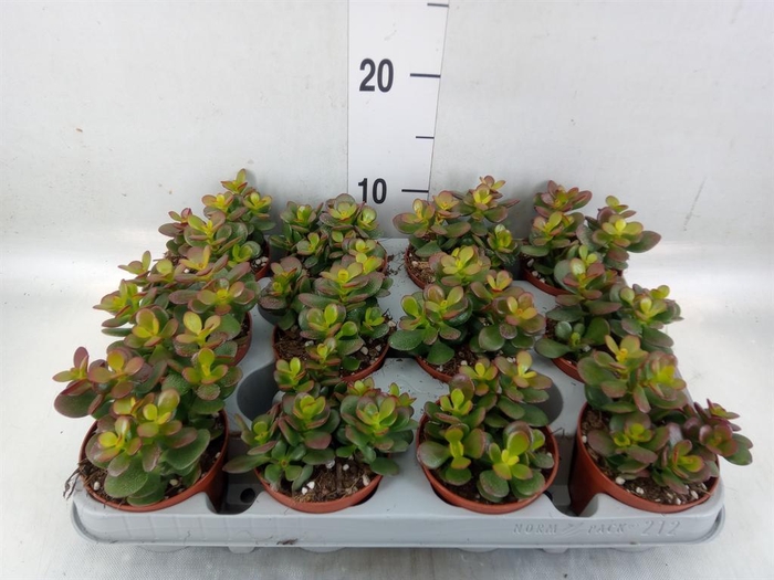 <h4>Crassula ovata 'Minor'</h4>