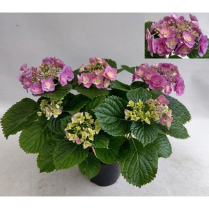 Hydrangea mac. 'Hovaria'