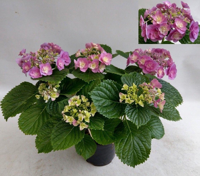 <h4>Hydrangea mac. 'Hovaria'</h4>