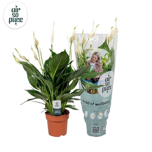 Spathiphyllum 13 cm Pico Cupido Air So Pure hoes + steker