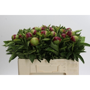 Paeonia Red Charm
