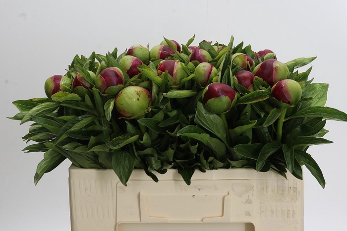 <h4>Paeonia Red Charm</h4>