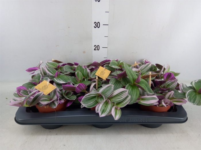 <h4>Tradescantia albif. 'Nanouk'</h4>