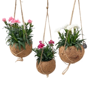 Kokodama 12 cm Dianthus mix