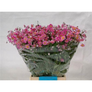 Rhodan Chl Rosea Pb