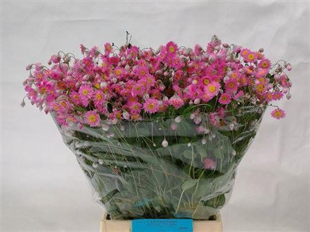 <h4>Rhodan Chl Rosea Pb</h4>