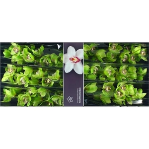 Cymb Tak Robin Hood x 8