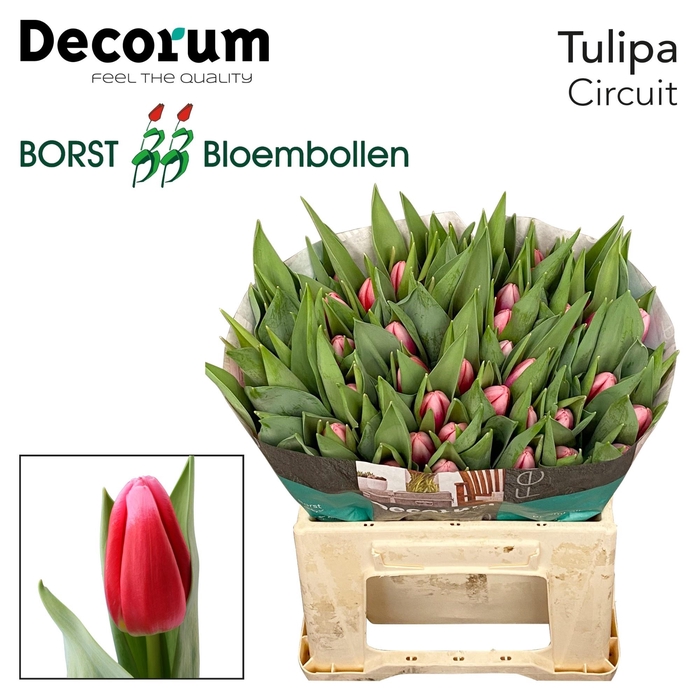 <h4>TU EN CIRCUIT</h4>