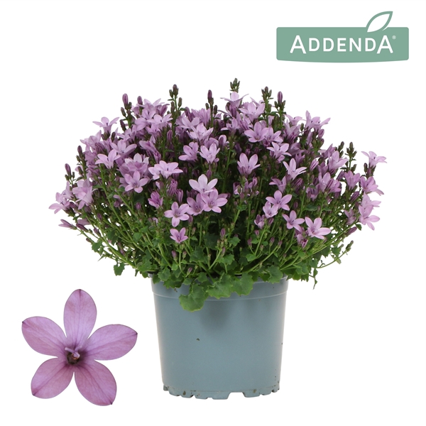 <h4>Campanula Addenda Ambella pink</h4>