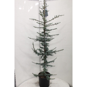 Cedrus libani 'Glauca' P30 potgedrukt
