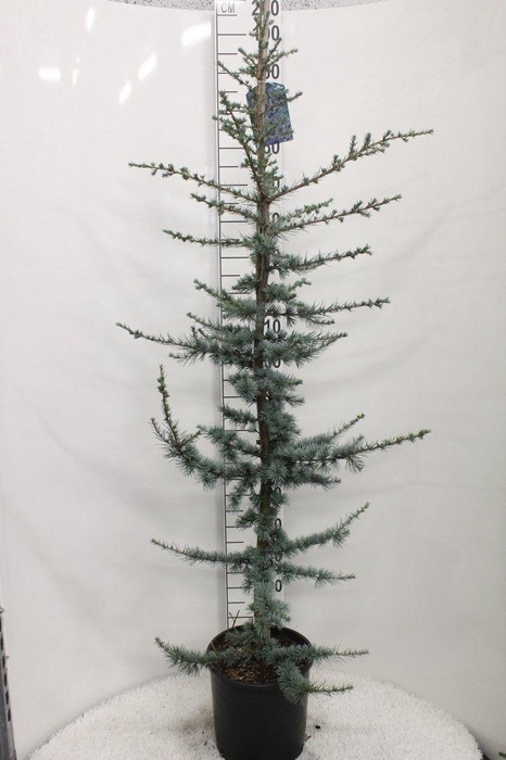 <h4>Cedrus libani 'Glauca' P30 potgedrukt</h4>