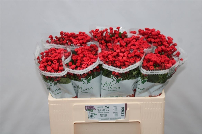 Bouvardia single Royal Red