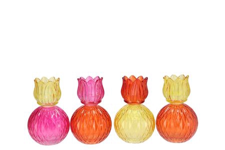 <h4>Bicolore Dutch Orange Mix Tulip T-light Ass 11x17c</h4>