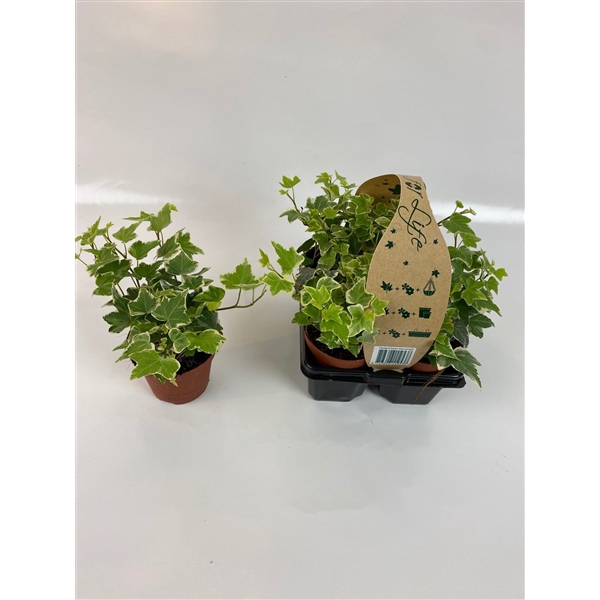 4-Pack Witbont 8,5