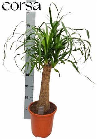 <h4>Beaucarnea Recur</h4>