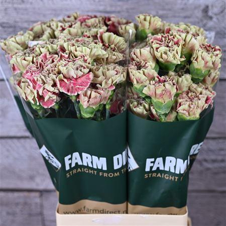 <h4>Di St Wine Cover</h4>