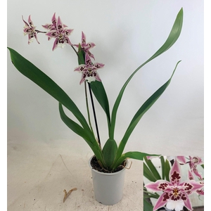 ORCHIDEEEN OVERIG