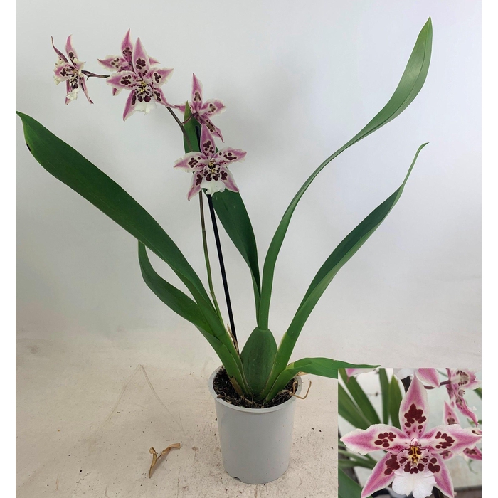 <h4>ORCHIDEEEN OVERIG</h4>