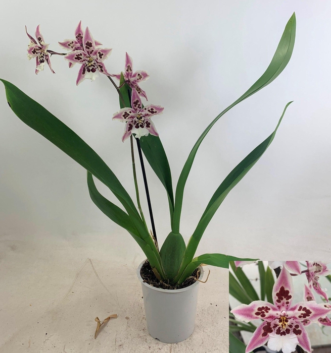 ORCHIDEEEN OVERIG
