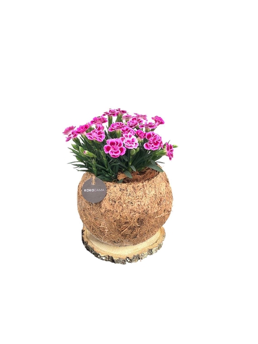<h4>Kokodama 15 cm Trunk Dianthus Pink Kisses</h4>