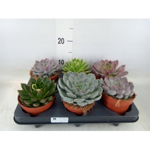 Echeveria   ...mix