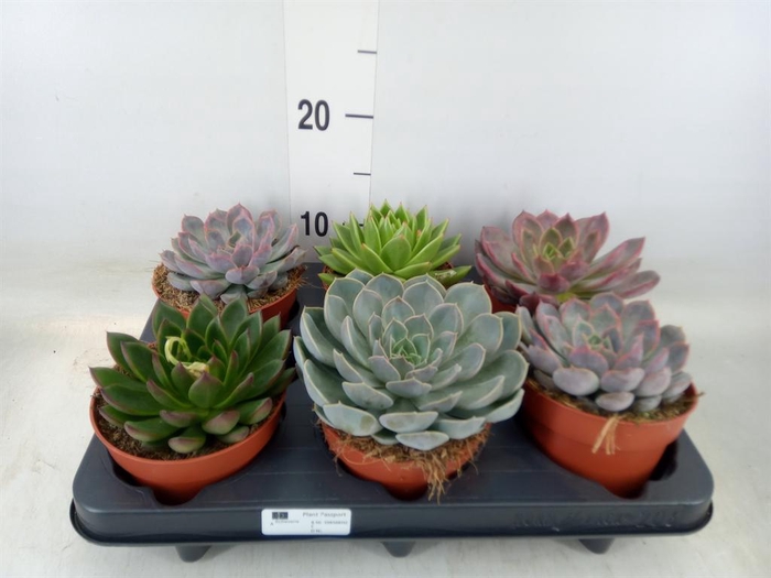 <h4>Echeveria   ...mix</h4>