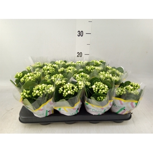 Kalanchoe blos. 'Calandiva Whites'