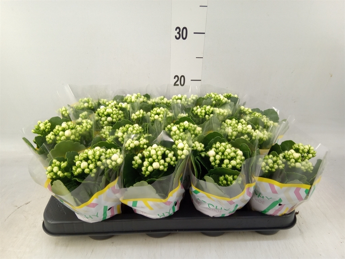 <h4>Kalanchoe blos. 'Calandiva Whites'</h4>