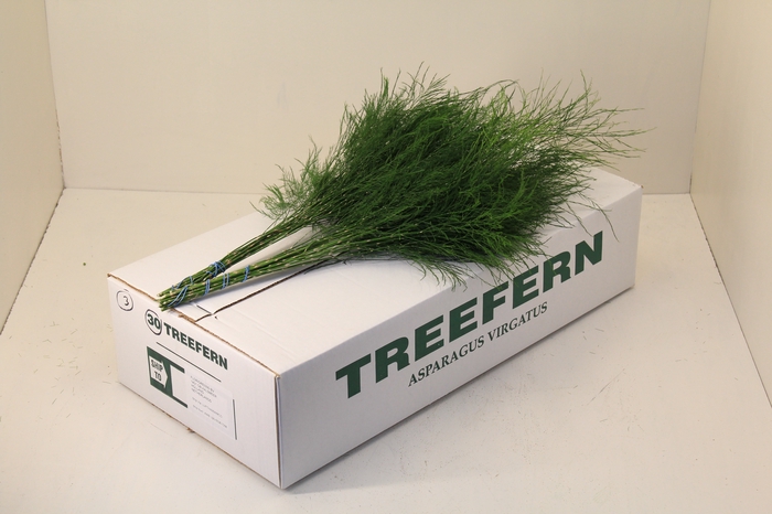 <h4>TREEFERN FLORIDA</h4>