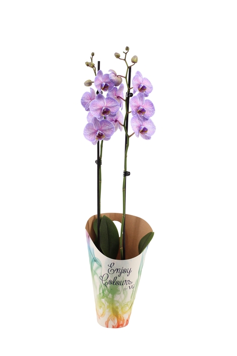 <h4>Enjoy Potcover Phal I Am Purple Heart 2T14+</h4>