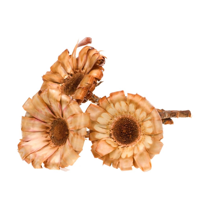 <h4>Protea Magnifica Base Natural</h4>