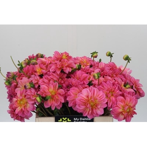 Dahlia Esli