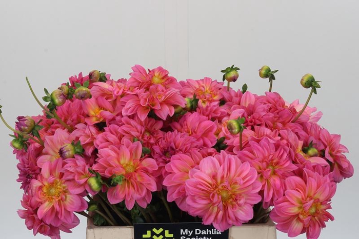 Dahlia Esli