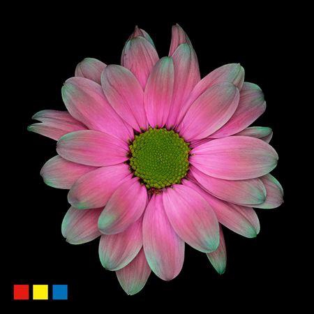 <h4>Chr T Kennedy Happy Cherries</h4>