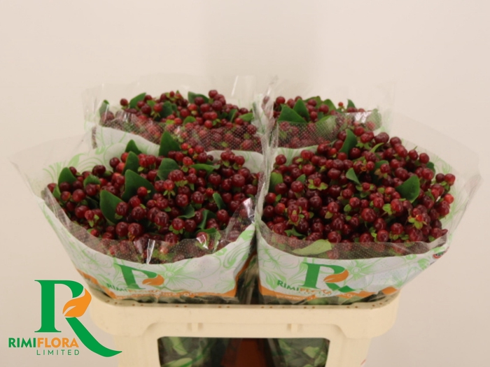 <h4>HYP MAG CHERRY</h4>