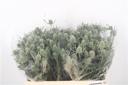 <h4>Eryngium Ov</h4>