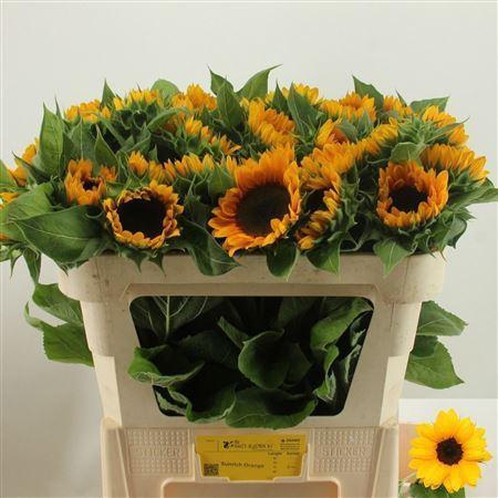 <h4>HELIANTHUS AN. 'SUNRICH ORANGE'</h4>