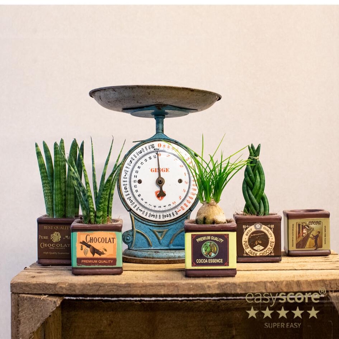 <h4>Chocolate Creations  P6</h4>