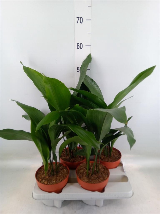<h4>Aspidistra elat.</h4>