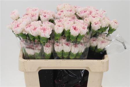 Di St Std Yukari Cherry