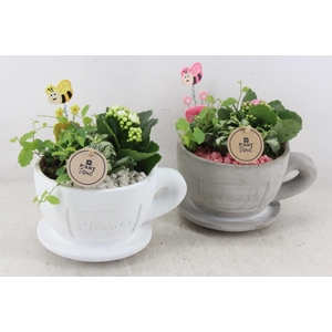 arr2 PL - Kop en schotel mix - roze/wit