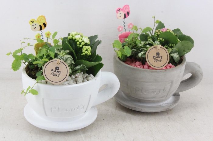 <h4>arr2 PL - Kop en schotel mix - roze/wit</h4>