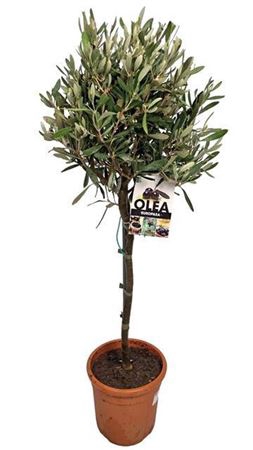 <h4>Olea Europaea Stem</h4>