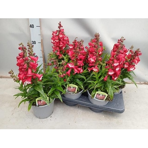 PENST TUB BELLS RED