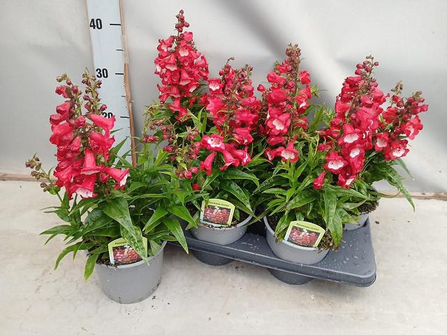 <h4>PENST TUB BELLS RED</h4>