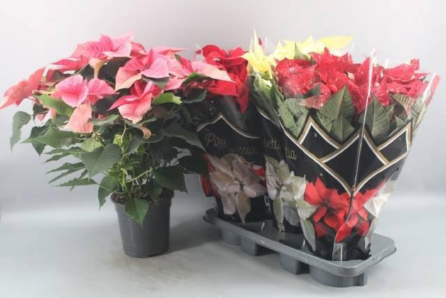 <h4>EUPHOR P MIXK</h4>